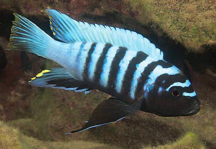 Cynotilapia sp. 'chinyankwazi' Chinyankwazi Island